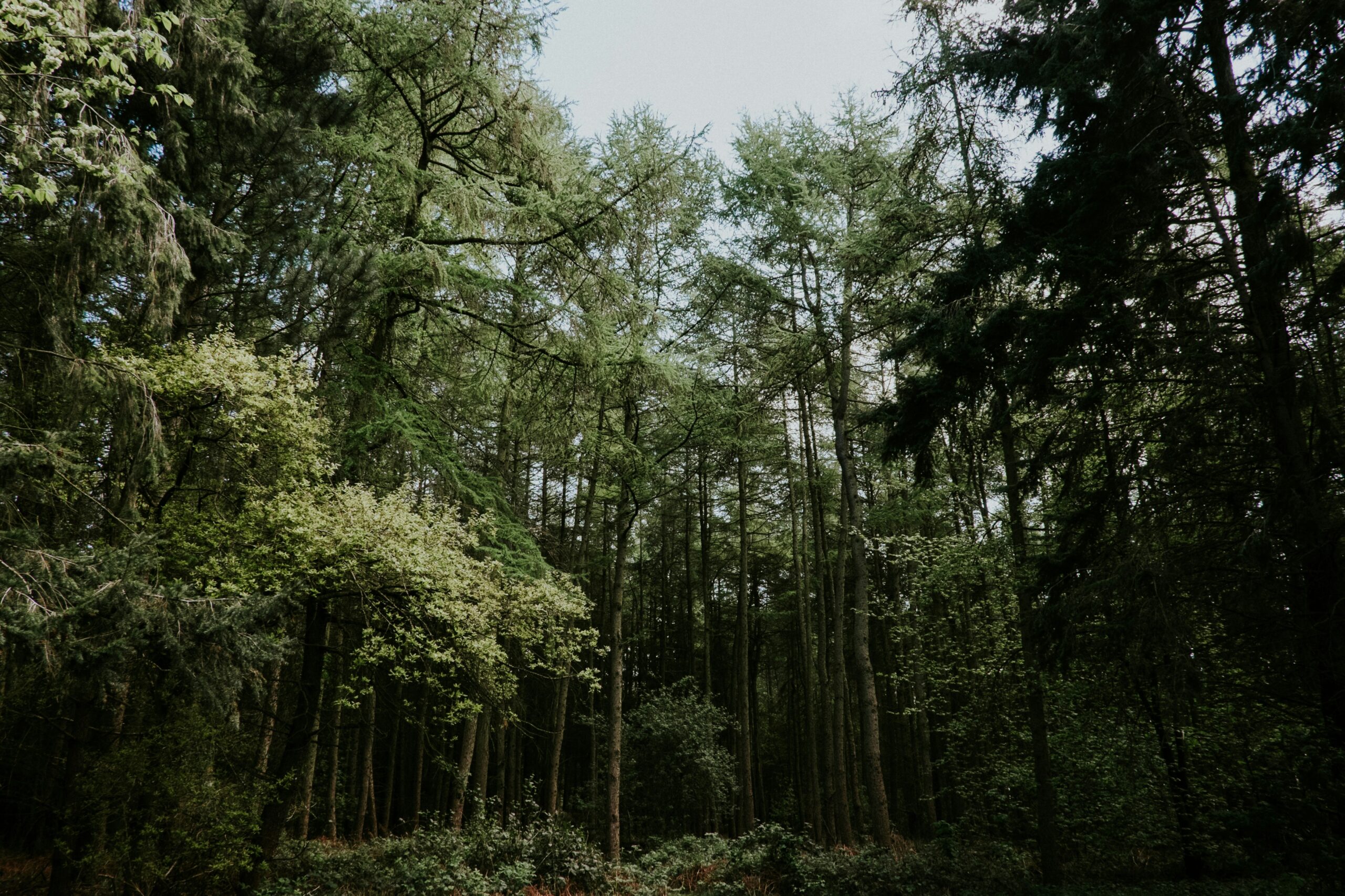 Soothing green forest