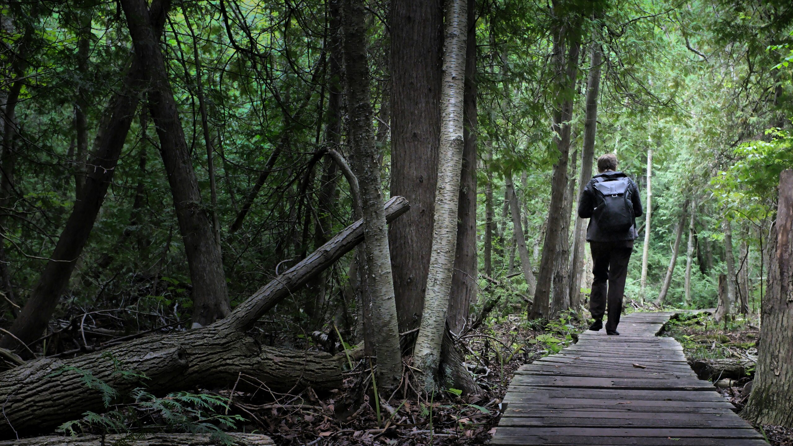 Professional at a crossroads walking alone on a quiet forest path, symbolizing clarity and transition beyond surface success.